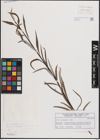 Foto von Salix eleagnos Scop.